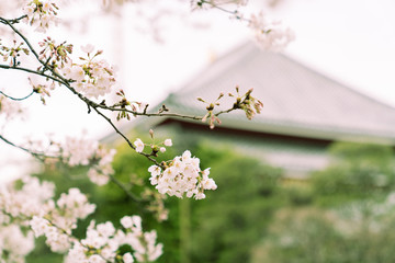 桜