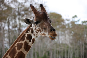 Giraffe