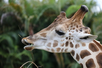 Giraffe