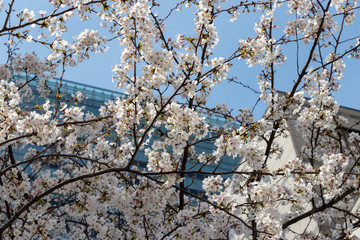 Cherry blossoms in central Tokyo, Nihonbashi, Chuo-city, Tokyo, Japan
