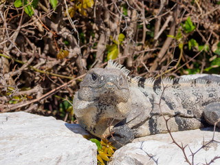 Iguana Staring at Camera