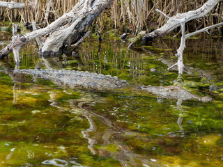 Salt Water Crocodile Hiding in Lagoon
