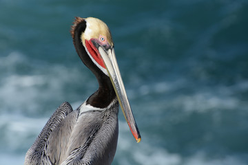 Portrait of Brown Pelican above Pacific Ocean in La Jolla, California