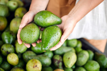 Organic Avocado in Hand at Tropical Rural Market