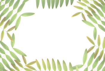 Asian green leaf isolated on white background.