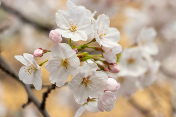 Fototapeta premium Cherry blossoms in central Tokyo, Nihonbashi, Chuo-city, Tokyo, Japan
