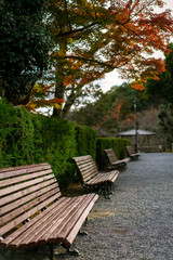 Fototapeta na wymiar Autumn Leaves in a Japanese Park