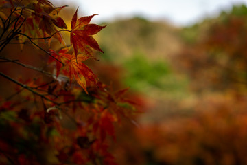 Fall Leaves in Japan