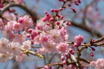 Fototapeta na wymiar Cherry blossoms in central Tokyo, Nihonbashi, Chuo-city, Tokyo, Japan