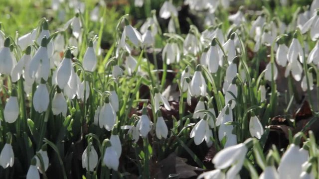 Snowdrops at Baslow, Derbyshire, England, Uk, Europe 