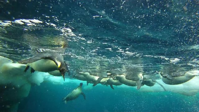 Emperor Penguins (Aptenodytes Forsteri) Diving At Ice Hole, Underwater, Cape Washington, Antarctica