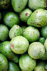 Avocado Pile Closeup Fresh Product Exotic Business