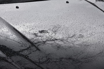 Water Drop on the Hood of the Car