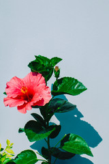 Fototapeta premium red flower isolated on white background