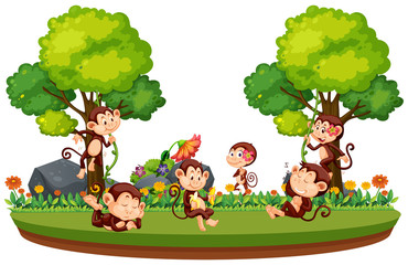 Obraz na płótnie Canvas Wild monkey in forest