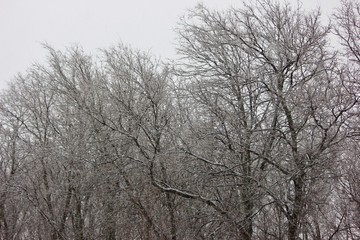 Snow Falling Though the Trees