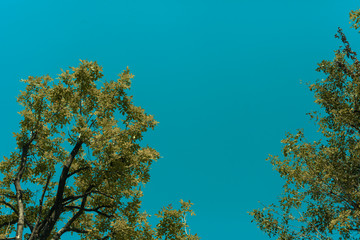 Obraz premium Green trees and blue sky as nature background