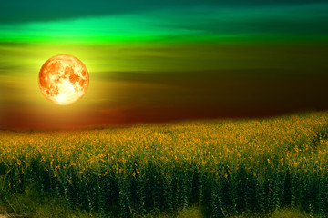 Panele Szklane  konopie słoneczne w dolinie i kolorowe niebo krwawego księżyca