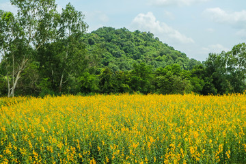 sunhemp in the valley, beautiful yellow flower in field and green tree