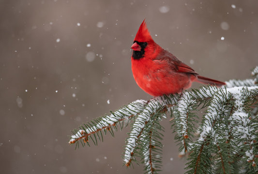 Cardinal in the Snow 
