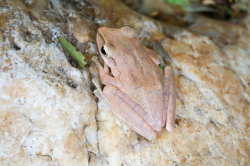 tree frog hide top of stone by adjusting the skin