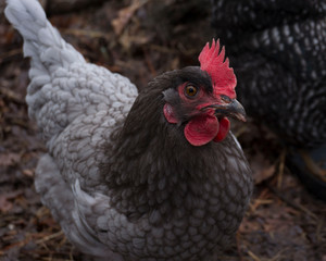 Sapphire Gem Chicken