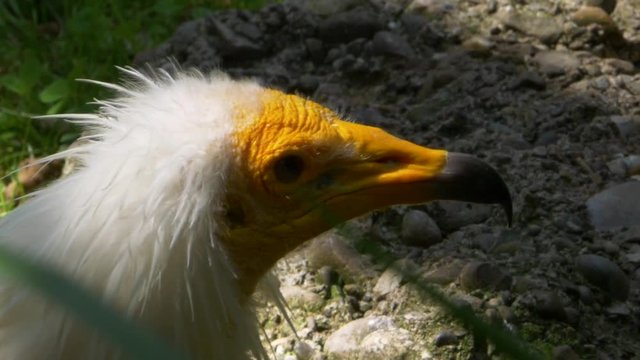 Egyptian vulture looks around, water drop falls down.