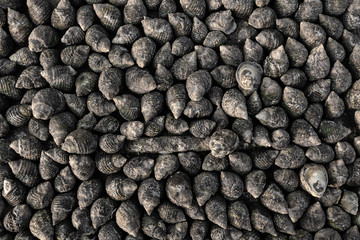 Close up shot of group of tiny sea snails or little shell fish. 