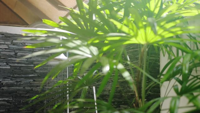 Summer shower head water spray in beautiful bathroom with tropical plants on a sunny day. slow motion. 3840x2160