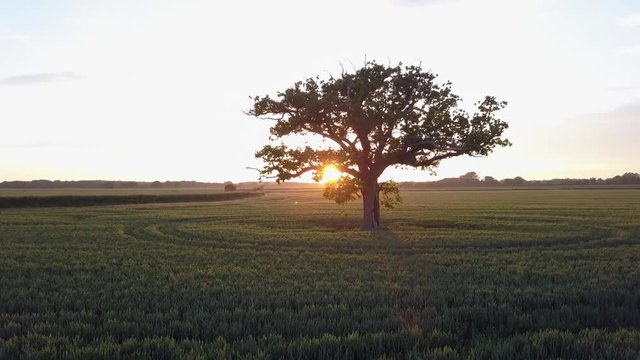 cool looking tree in sunset