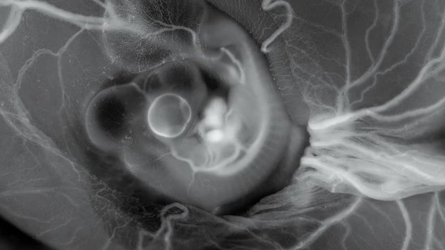 heartbeat and blood flow through the vessels of a chicken or quail embryo in an egg