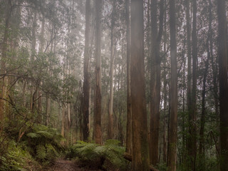 Obraz premium Misty Day in The Rainforest Near Melbourne