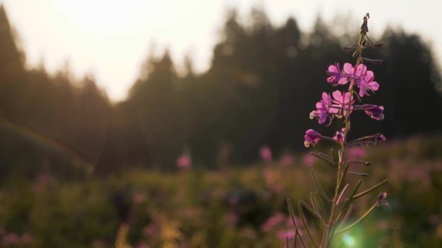 Medium shot of a fireweed flower in a cutblock.
