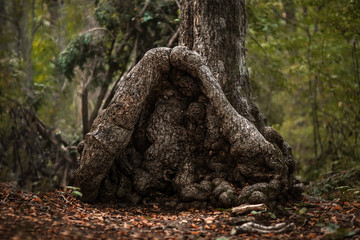 Beautiful green summer forest. Spring background, backdrop