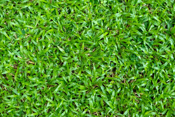 Green grass texture for background. Green lawn pattern and texture background.