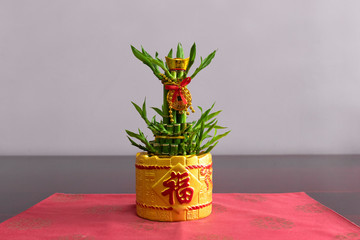 Decorative water bamboo plants for feng shui ornamental decoration with golden vase and auspicious chinese character