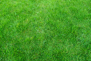 Green grass texture for background. Green lawn pattern and texture background.