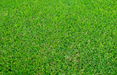 Fototapeta premium Green grass texture for background. Green lawn pattern and texture background.