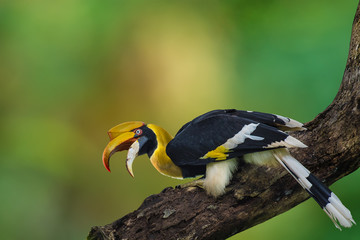 Great hornbill, Great indian hornbill, Great pied hornbill on branch on green background.