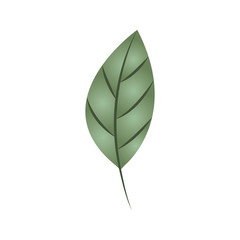 branch with leaf isolated icon