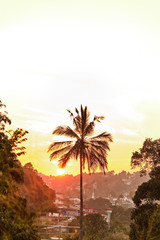 Obraz na płótnie Canvas Palm tree on the background of amazing sunset. 