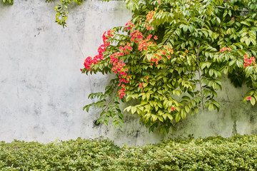 Wild red flowers on the old brick wall.