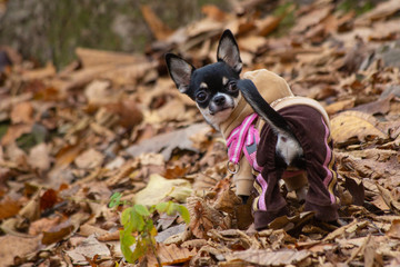 Dog breed russian toy walks in the forest.