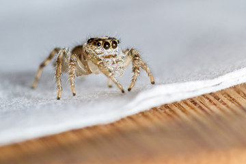 small jumping spider close up