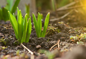 Sprout of nasiscuss the green plant
