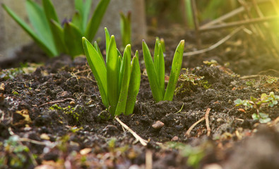 Sprout of nasiscuss the green plant