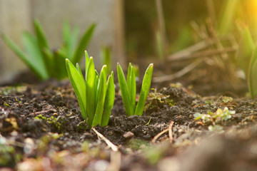 Sprout of nasiscuss plant