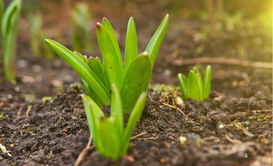 Sprout of nasiscuss the green plant