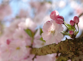 pink cherry blossom blooming on tree branch