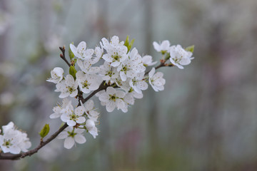 Obraz premium white flowers of cherry tree